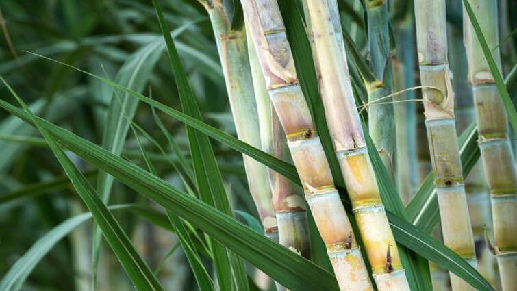 Incentives for sugarcane when available: Farmers' expectations காத்திருந்து... காத்திருந்து கரும்புக்கூட கசக்குதய்யா: எப்போங்க தருவீங்க ஊக்கத்தொகை?