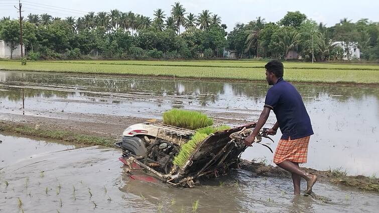 Thanjavur news Graduates in plantation work in kumbakonam - TNN படித்த படிப்புக்கு வேலையில்லை... கிடைத்த வேலையிலும் போதிய சம்பளம் இல்லை: நாற்று நடும் பணியில் பட்டதாரிகள்