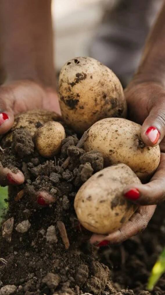 किस राज्य में आलू का उत्पादन होता है सबसे ज्यादा?