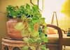 ਘਰ 'ਚ ਭੁੱਲ ਕੇ ਵੀ ਨਾ ਲਾਓ ਅਜਿਹਾ ਮਨੀ ਪਲਾਂਟ, ਰੁੱਕ ਜਾਵੇਗੀ ਕਮਾਈ ਅਤੇ ਤਰੱਕੀ