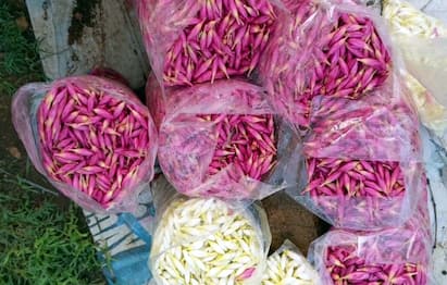 Ayudha Pooja Mugurtham Days Flower Price and Sales Status in Dindigul - TNN ஆயுத பூஜை , முகூர்த்த நாட்கள்...திண்டுக்கல்லில் பூக்கள் விலை மற்றும் விற்பனை நிலவரம் இதோ