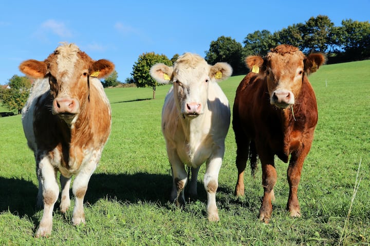 गाय के दूध का रंग सफेद होने के पीछे कई कारण हैं. दरअसल दूध में पाया जाने वाला कैसीन प्रोटीन दूध को सफेद रंग देता है. जब प्रकाश दूध पर पड़ता है तो यह प्रोटीन प्रकाश को विभिन्न दिशाओं में बिखेर देता है, जिसके कारण दूध सफेद दिखाई देता है. यह उसी तरह है जैसे जब सूर्य का प्रकाश बादलों पर पड़ता है तो बादल सफेद दिखाई देते हैं.