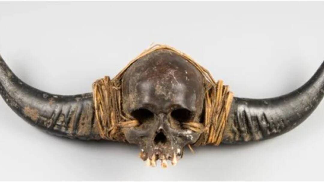 What Is The Controversy Around India's 'Naga Human Skull' Sale In UK? What Is The Controversy Around India's 'Naga Human Skull' Sale In UK What Is The Controversy Around India's 'Naga Human Skull' Sale In UK?