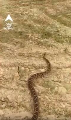 UP | રાયબરેલીમાં ખેતરમાંથી નીકળ્યો મહાકાય અજગર, લોકોમાં ફફડાટ