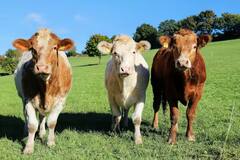 ગાય લીલું ઘાસ ખાય છે, પણ સફેદ દૂધ કેવી રીતે આપે છે? જાણો જવાબ