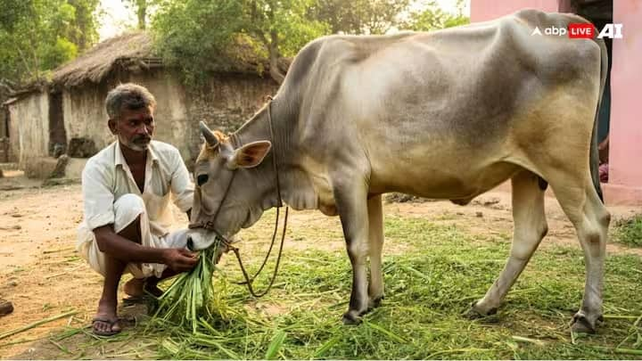 તમે વારંવાર આ સવાલ સાંભળ્યો હશે કે ગાય લીલું ઘાસ ખાય છે તો સફેદ દૂધ કેવી રીતે આપે છે? આ એક પ્રશ્ન છે જે ઘણા લોકોના મનમાં ઉદ્ભવે છે. ચાલો જાણીએ કે વિજ્ઞાન આ પ્રશ્નનો શું જવાબ આપે છે.