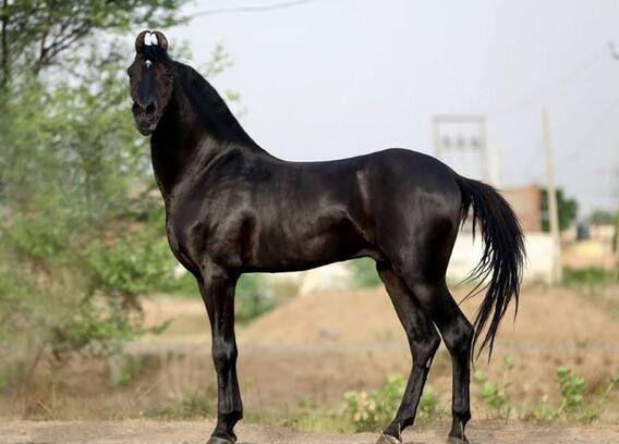 ਮਾਰਵਾੜੀ ਘੋੜੇ ਕਿਉਂ ਹੁੰਦੇ ਨੇ ਇੰਨੇ ਖ਼ਾਸ ?