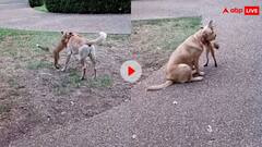 पालतू कुत्ते के साथ लोमड़ी ने खूब की मस्ती, दिल खुश कर देगा ये वीडियो