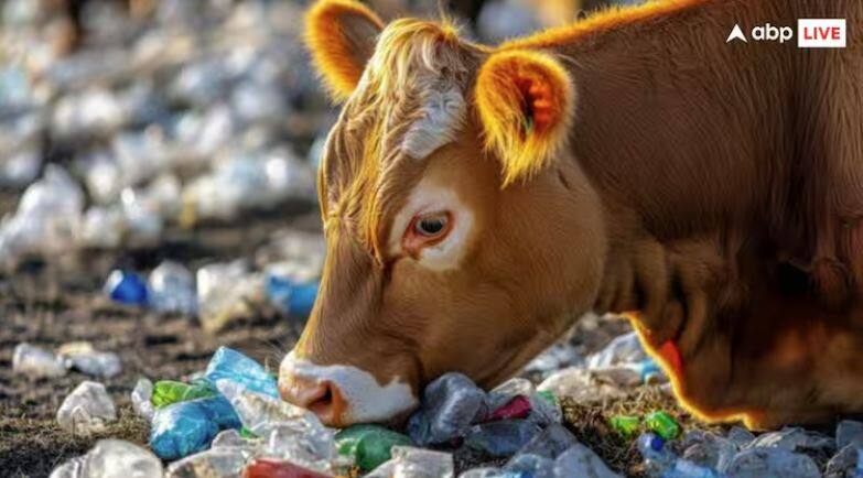 how many cows die every year due to eating plastic know the figures ਹਰ ਸਾਲ ਪਲਾਸਟਿਕ ਖਾਣ ਨਾਲ ਕਿੰਨੀਆਂ ਗਊਆਂ ਦੀ ਹੁੰਦੀ ਹੈ ਮੌਤ ? ਅੰਕੜੇ ਕਰ ਦੇਣਗੇ ਹੈਰਾਨ