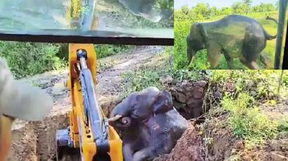 An elephant that fell into a well in Odisha was rescued safely Video: குழிக்குள் விழுந்த யானை பொக்லைன் இயந்திரத்தின் உதவியுடன் மீட்பு: குவியும் பாராட்டுகள்.!
