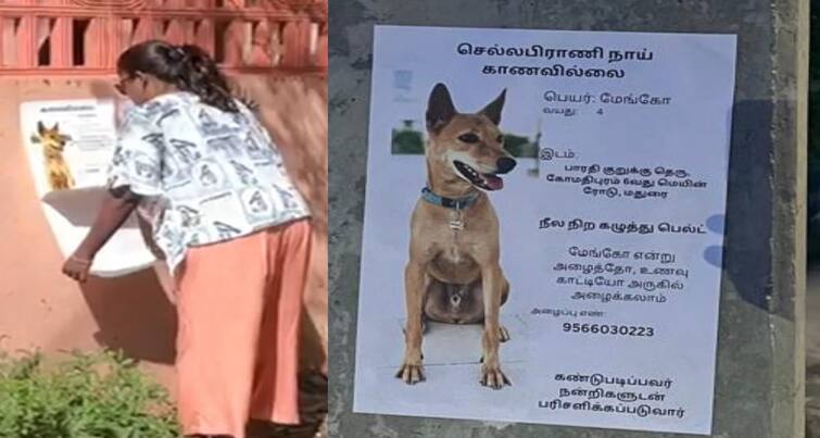 Madurai news dog missing owner who is looking for the poster from street - TNN மேங்கோவை காணோம்....! போஸ்டர் ஒட்டி தெருத், தெருவாக தேடும் குடும்பத்தின் பாசப்போராட்டம் !