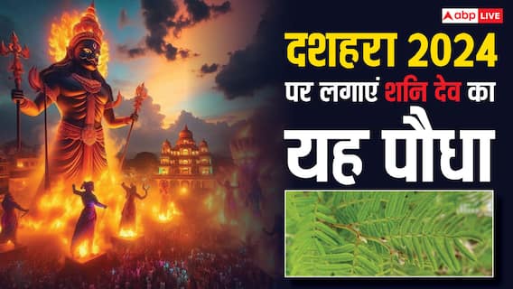 Dussehra 2024: दशहरा पर आज लगा लीजिए शनि देव का यह पौधा, सभी दोष हों जाएंगे दूर