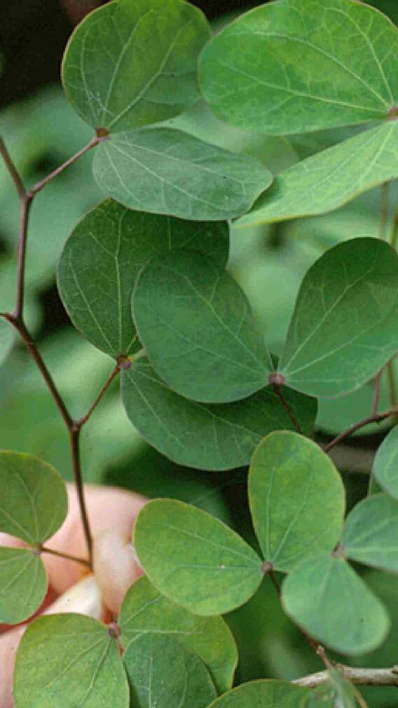 आपट्याच्या पानांचं वैज्ञानिक महत्त्व