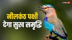 Dussehra 2024: दशहरा पर ये पक्षी दिख जाए तो समझो दिन बन गया