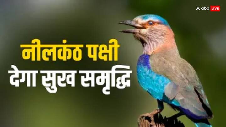 धार्मिक कथा के अनुसार श्रीराम जब रावण से युद्ध करने जा रहे थे तब उन्हें नीलकंठ पक्षी के दर्शन हुए थे. पौराणिक मान्यता है कि नीलकंठ पक्षी महादेव का प्रतिनिधित्व करता है. मान्यता है कि इसके बाद श्रीराम ने लंका पर विजय हासिल की थी.