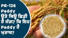 PR 126 Paddy ਨੂੰ Rice Miller ਕਿਉਂ ਕਰ ਰਹੇ boycott ? Bhagwant Mann 'ਤੇ ਕਿਉਂ ਭੜਕੇ Bajwa? | ABPSANJHA