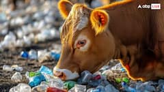 प्लास्टिक खाने से हर साल कितनी गायों की होती है मौत? हैरान कर देंगे आंकड़े
