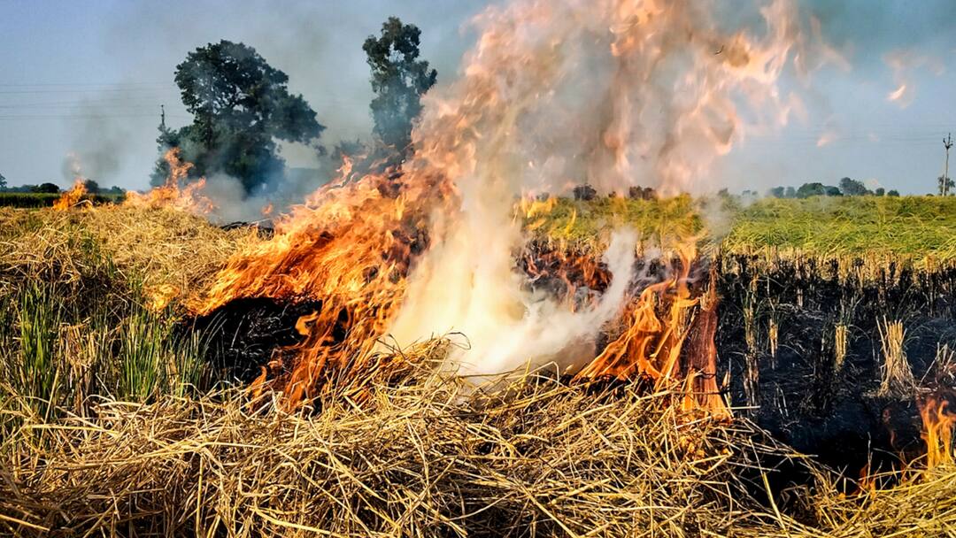 CAQM warning on stubble burning in Delhi NCR strict action against officers who fail to control Air pollution दिल्ली में पराली को लेकर CAQM की चेतावनी, प्रदूषण रोकने में विफल अफसरों के खिलाफ होगी कार्रवाई