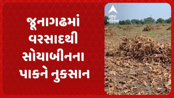 Junagadh Farmer | જૂનાગઢમાં વરસાદથી સોયાબીનના પાકને નુકસાન
