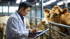 गाय और गोशाला का क्या है कैंसर से कनेक्शन, क्या इससे ठीक हो सकता है कैंसर?