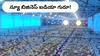New Business Idea: 'EC' కోళ్లఫారం అంటే ఏంటి, లక్షల్లో లాభాలు ఆర్జించొచ్చా?