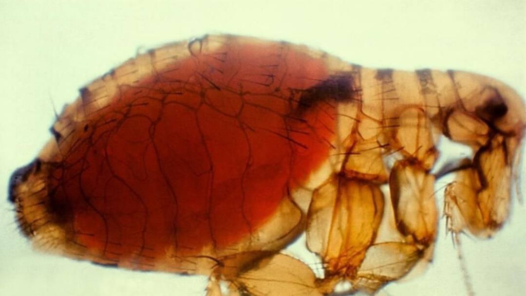 Murine Typhus Case Found In Kerala Infected Fleas All you need to know about this rare bacterial disease Murine Typhus: अब केरल में म्यूरिन टाइफस का केस मिलने से हड़कंप! जानिए, कितनी खतरनाक?