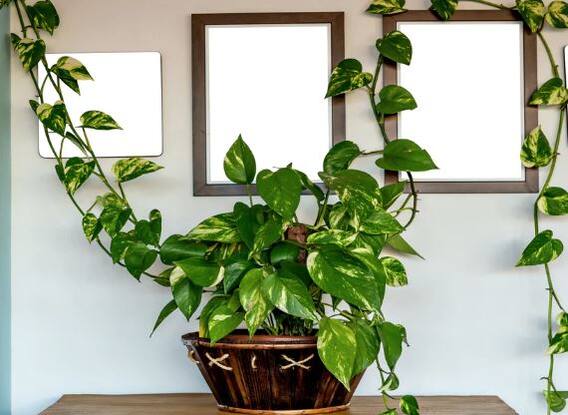 ਮੁਰਝਾਅ ਗਿਆ ਹੈ Money Plant ਤਾਂ ਇੰਝ ਕਰੋ ਮੁੜ ਹਰਿਆ-ਭਰਿਆ