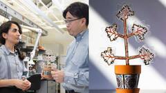 Smartphone चार्ज कर सकता है ये पौधा! हवा को भी करता है साफ, वैज्ञानिकों ने कहा- 'बड़ी उपलब्धी'