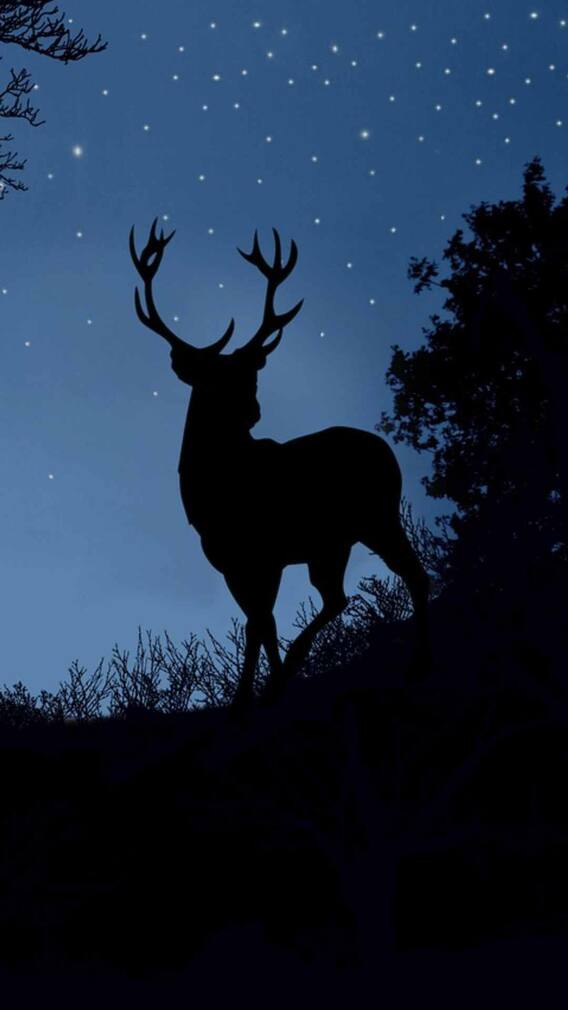 काले हिरण को भगवान क्यों मानता है बिश्नोई समाज?