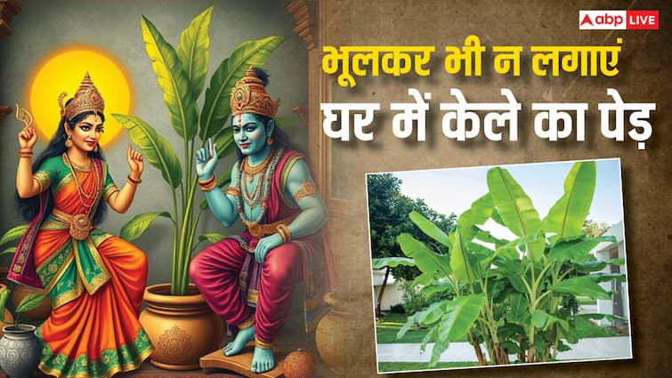 vastu tips Banana tree should not be planted goddess laxmi angry Vastu Tips: विष्णुजी को प्रिय केले का पेड़ घर में लगाने से मां लक्ष्मी क्यों हो जाती है नाराज