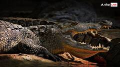 यहां जिंदा मगरमच्छ को पकाकर खा जाते हैं लोग, इतने रुपये किलो में मिलता है खून