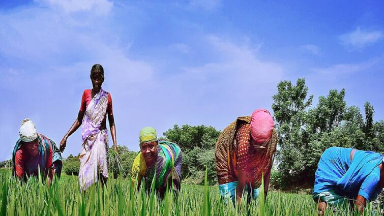 Thanjavur news Farmers are busy with weeding in samba cultivation - TNN சம்பா சாகுபடியில் களை எடுக்கும் பணிகளில் தஞ்சை விவசாயிகள் மும்முரம்