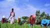 சம்பா சாகுபடியில் களை எடுக்கும் பணிகளில் தஞ்சை விவசாயிகள் மும்முரம்
