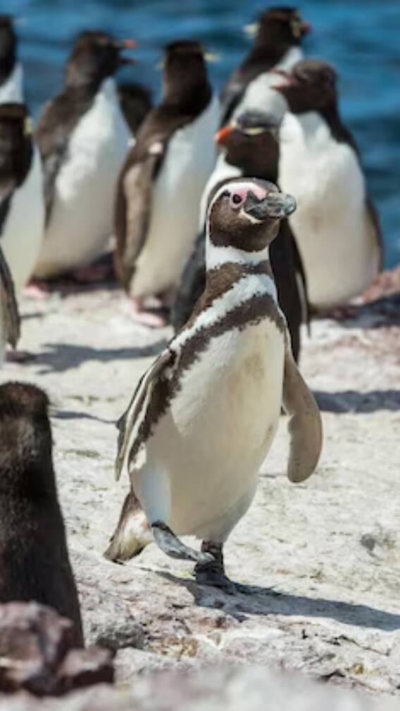 भारत में कहां पाए जाते हैं पेंग्विन