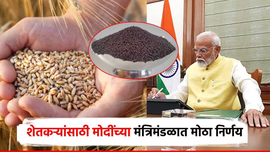 मोदींच्या मंत्रिमंडळ बैठकीत 6 पिकांसाठी मोठे निर्णय; गव्हाच्या हमीभावात 150 तर मोहरीच्या 300 रुपयांची वाढ Narendra modi cabinet decision Increase in guaranteed price of wheat by Rupees 150 and mustard also 6 crops मोदींच्या मंत्रिमंडळ बैठकीत 6 पिकांसाठी मोठे निर्णय; गव्हाच्या हमीभावात 150 तर मोहरीच्या 300 रुपयांची वाढ