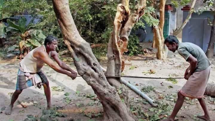 एक पेड़ काटने के लिए आपको वन विभाग में 34500 रुपये जमा कराने होंगे. आवेदन करते समय आपको अपनी निजी जानकारी, संपत्ति किसकी है इसका पूरा विवरण और पेड़ की फोटो देनी होगी। पेड़ काटने का कारण बताना होगा।