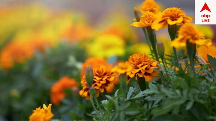 বাস্তু অনুযায়ী গাঁদা ফুলও ইচ্ছেশক্তি প্রদান করে ও ইতিবাচক মানসিকতা প্রদান করে। এটিও বাড়ির পূর্ব দিকে রাখলে সুবিধে।