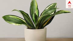 Tree Plantation: বাস্তু অনুযায়ী বাড়িতে এই ১০টি গাছ লাগাতে পারেন, আপনার জন্যই ভালো