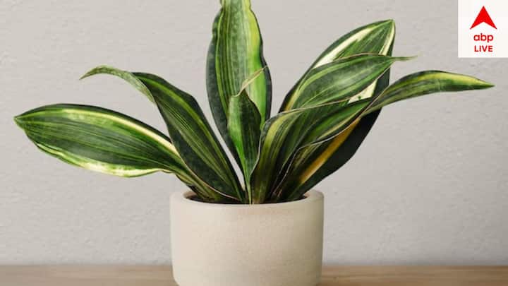 দক্ষিণ-পূর্ব দিকে স্নেক প্ল্যান্ট লাগানো যেতে পারে। বাস্তু অনুসারে এই গাছ প্রাণশক্তির উৎস বলা যেতে পারে।