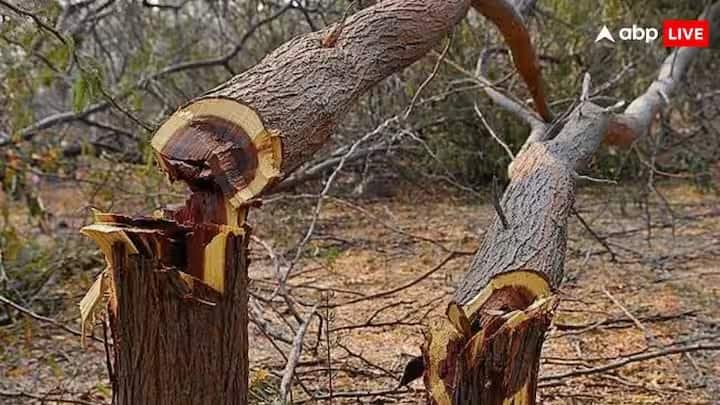 Permission For Tree Cutting: જો તમારે તમારા ઘરની સામેનું ઝાડ કાપવું હોય તો. તેથી તે ઝાડ કાપવા માટે તમારે પરવાનગી લેવી પડશે. ચાલો અમે તમને જણાવીએ કે તમે આ માટે ક્યાંથી પરવાનગી મેળવી શકો છો.