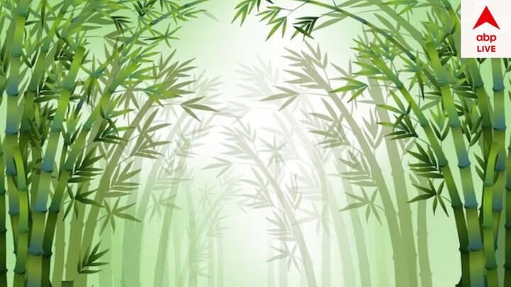 বাঁশ গাছ বাড়ির দক্ষিণ-পূর্ব কোণে রাখা উচিত। বাস্তু অনুযায়ী এটি বাড়িতে ও পরিবারে শান্তি, সম্প্রীতি, সৌভাগ্য ও খ্যাতি নিয়ে আসে।