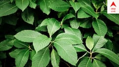 Tree Plantation: বাস্তু অনুযায়ী বাড়িতে এই ১০টি গাছ লাগাতে পারেন, আপনার জন্যই ভালো