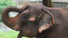 साउथ दिल्ली के इस मंदिर में असम से आएगा हाथी, सालों बाद पूरी हुई प्रक्रिया 