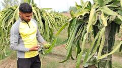 यूट्यूब पर वीडियो देख शुरू की ड्रैगन फ्रूट्स की खेती, आज लाखों में है कमाई, किसानों को दे रहे ट्रेनिंग