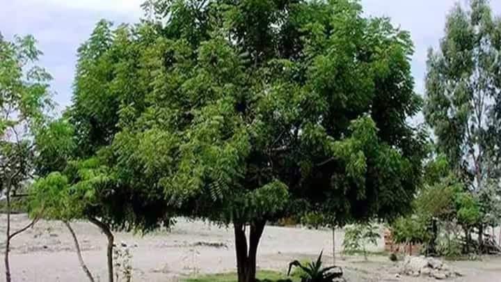 अगर आप अपने घर के सामने लगे पेड़ को काटना चाहते हैं। तो आपको उस पेड़ को काटने के लिए स्थानीय परिषद से लिखित अनुमति लेनी होगी। नगर निगम, नगर पालिका. इसमें ग्राम पंचायत और वन विभाग जैसे विभाग शामिल हैं।