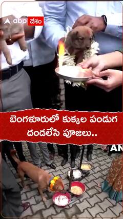 బెంగళూరులో కుక్కల పండుగ.. దండలేసి పూజలు..