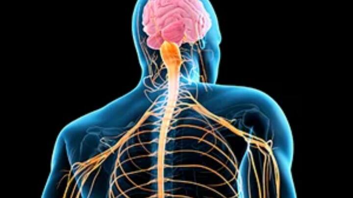 মেরুদণ্ড ঠিক রাখতে ওজন বহনের ক্ষেত্রেও একাধিক নিয়মের কথা বলা হয়েছে। এও বলা হয়েছে, নিজের শরীরের ওজনের চার ভাগের এক ভাগের (২৫%) বেশি ওজন বহন না করা। যেমন—আপনার ওজন যদি ৬০ কেজি হয়, তাহলে ১৫ কেজির বেশি ওজন বহন না করা।