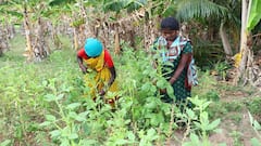 காராமணித் தோப்பு பகுதியில் கொத்தவரங்காய் அறுவடைப்பணியில் விவசாயிகள் மும்முரம்