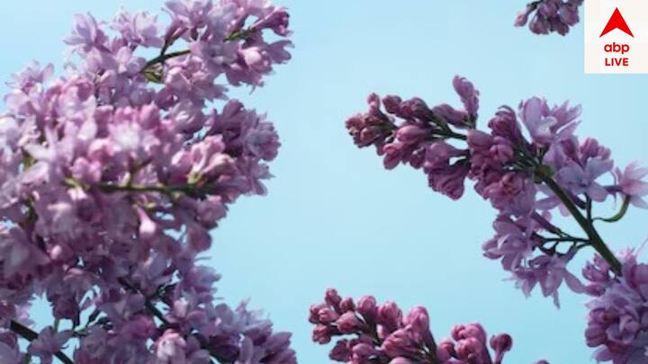 ল্যাভেন্ডার গাছ সুগন্ধের জন্য পরিচিত ও স্ট্রেস কমাতে সাহায্য করে। এটি পূর্ব বা উত্তর-পূর্বে রাখলে খুবই ভাল।