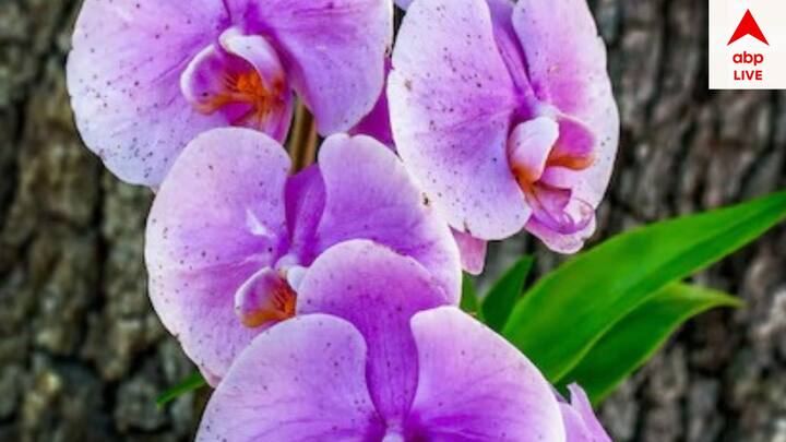 বাড়ির দক্ষিণ পশ্চিম কোণে অর্কিড বাড়ির জন্য ভাল। এটি বাড়ির যাবতীয় কিছুর সমৃদ্ধি ঘটায়।